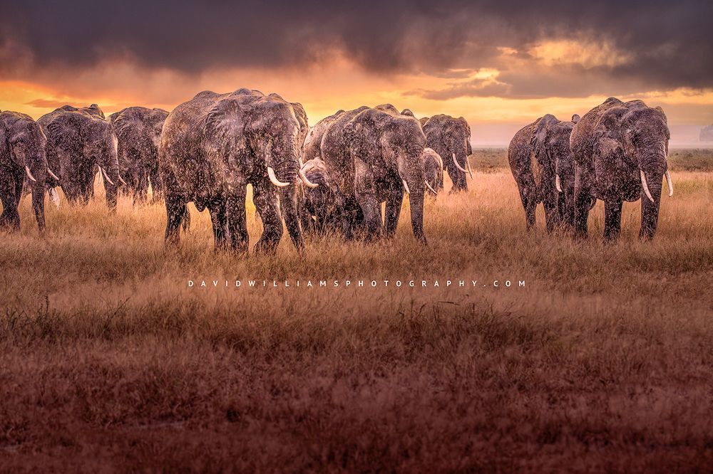 Elephant GP NZ99011