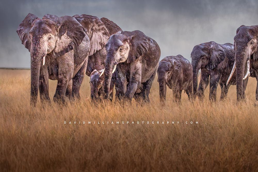 Elephant GP NZ98928