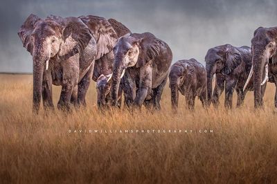 Elephant GP NZ98928