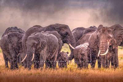 Elephant GP NZ98644