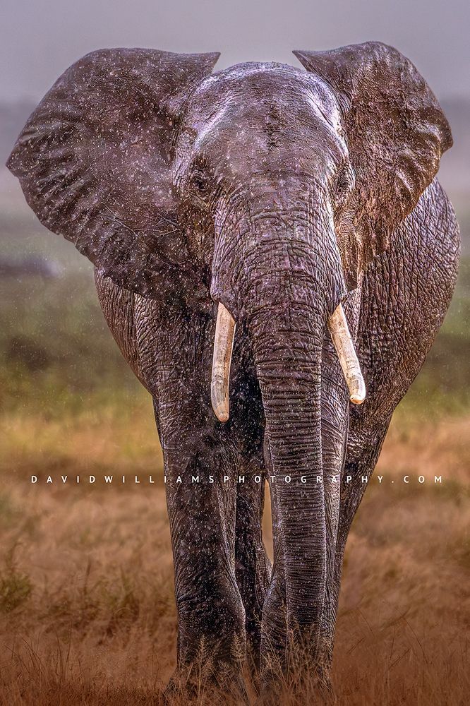 Elephant S NZ98808