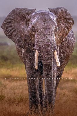 Elephant S NZ98808