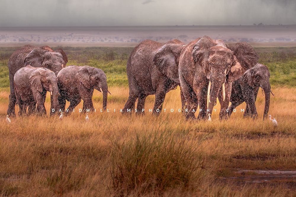 Elephant GP NZ98516