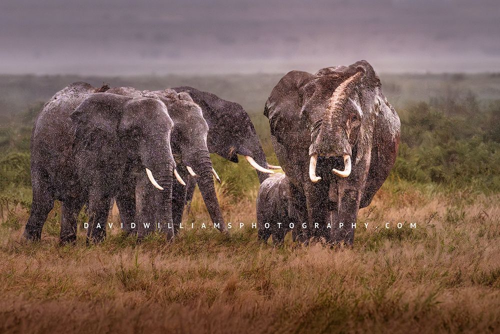Elephant GP NZ98623