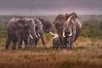 Elephant GP NZ98623