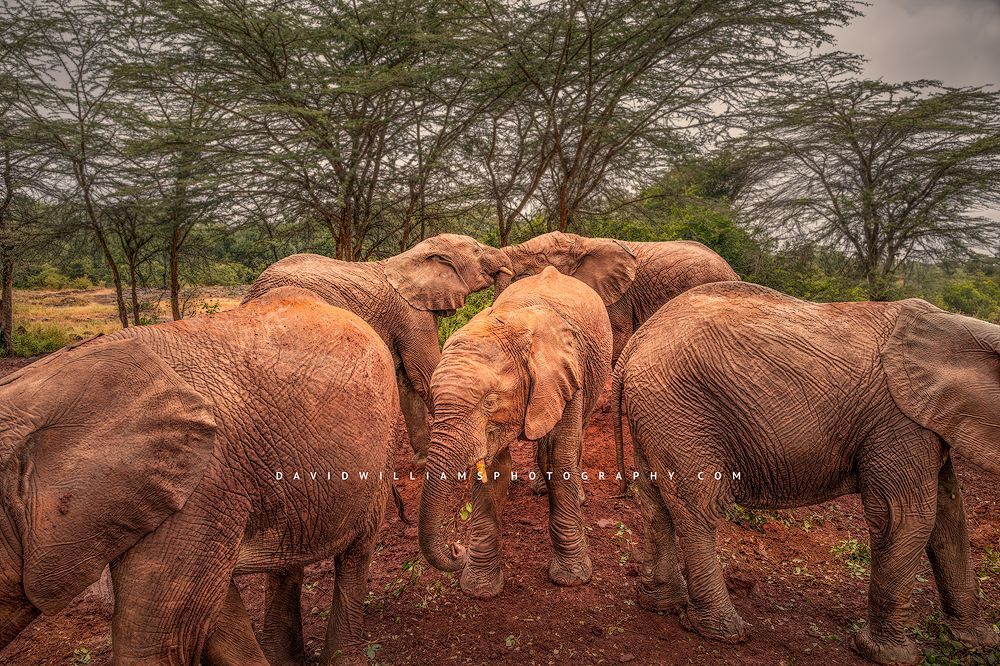 Elephant GP NZ97502