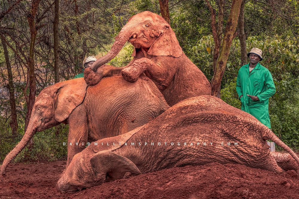 Elephant GP NZ97409