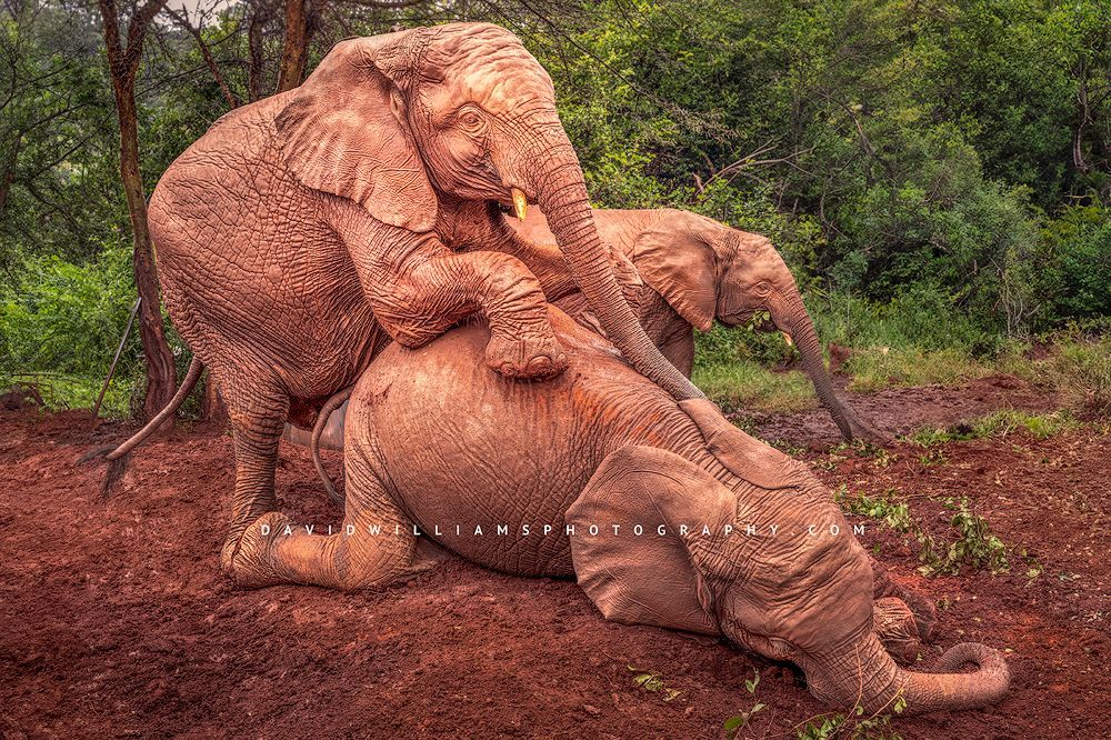 Elephant GP NZ97430