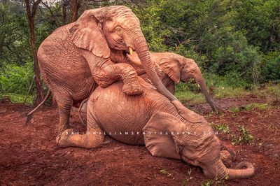 Elephant GP NZ97430