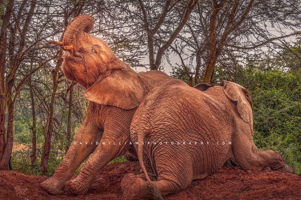 Elephant GP NZ97444