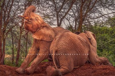 Elephant GP NZ97444