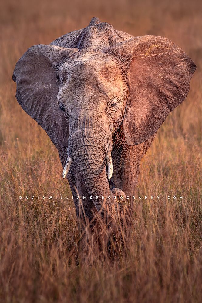 Elephant S NZ95173