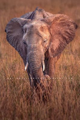 Elephant S NZ95173