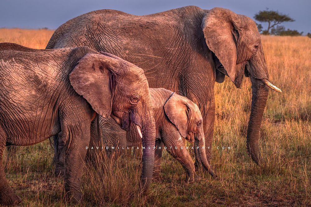 Elephant GP NZ95188