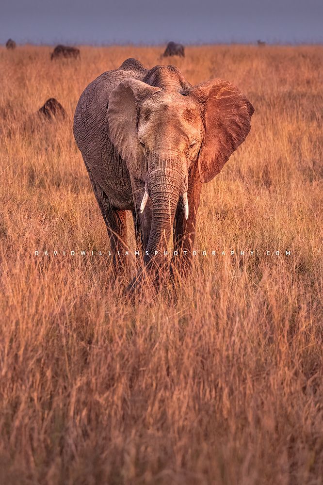 Elephant S NZ95152
