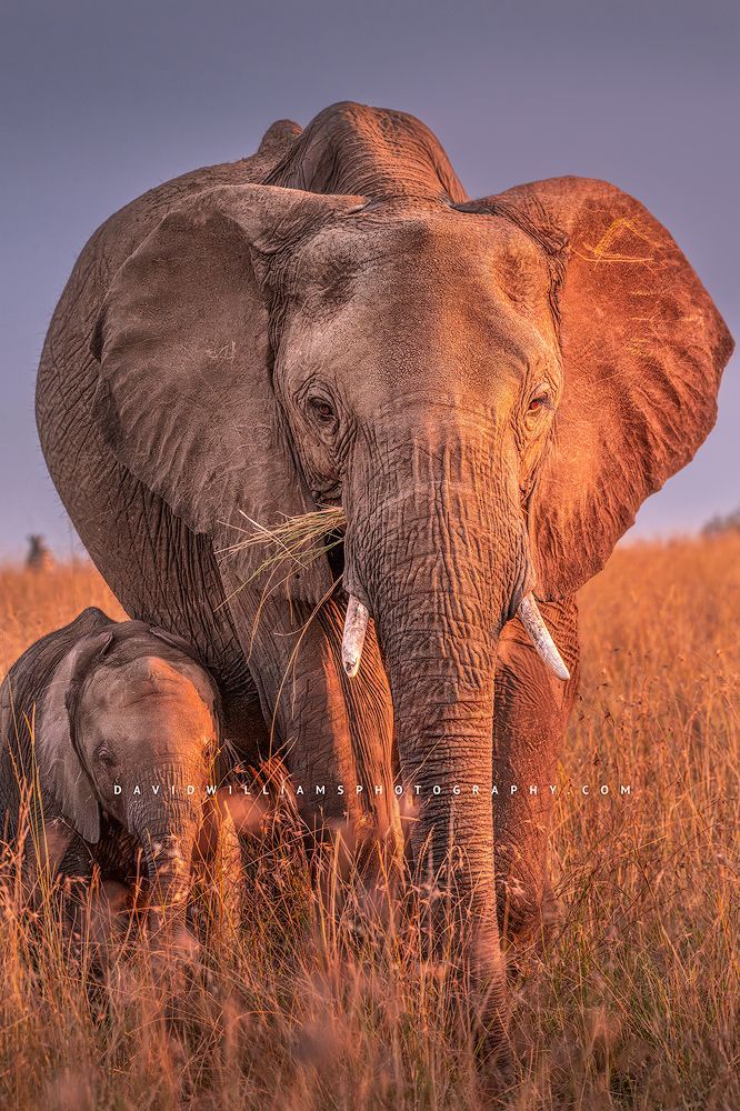 Elephant GP NZ95073