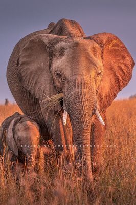 Elephant GP NZ95073