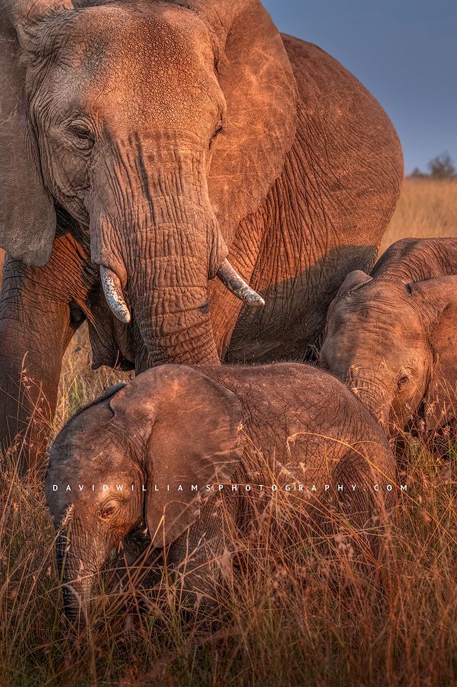 Elephant GP NZ95100