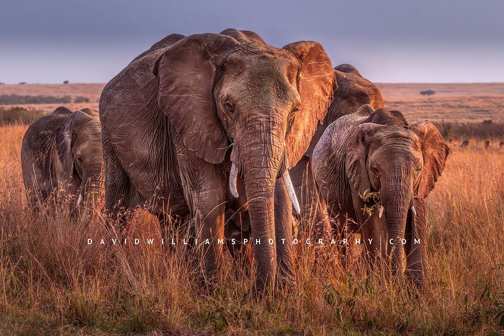 Elephant GP NZ95010