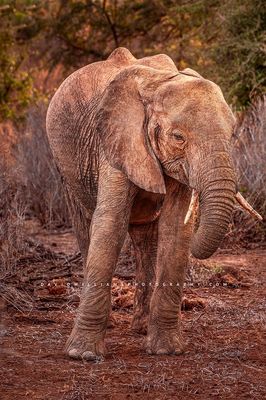 Elephant S NZ92944