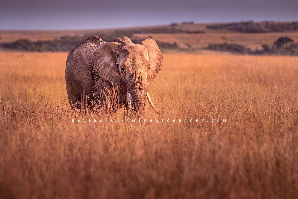 Elephant S NZ94230