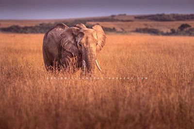 Elephant S NZ94230