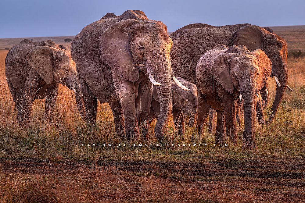 Elephant GP NZ95025