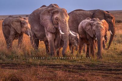 Elephant GP NZ95025