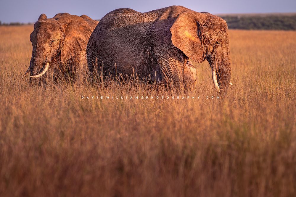 Elephant GP NZ94234