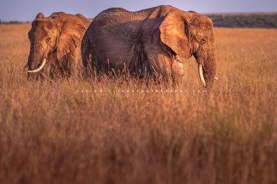 Elephant GP NZ94234