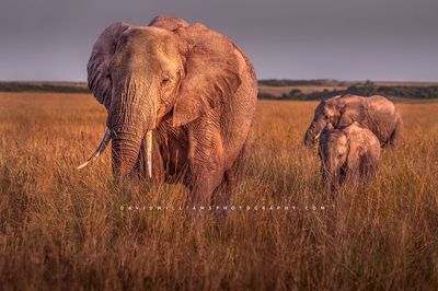 Elephant GP NZ94250