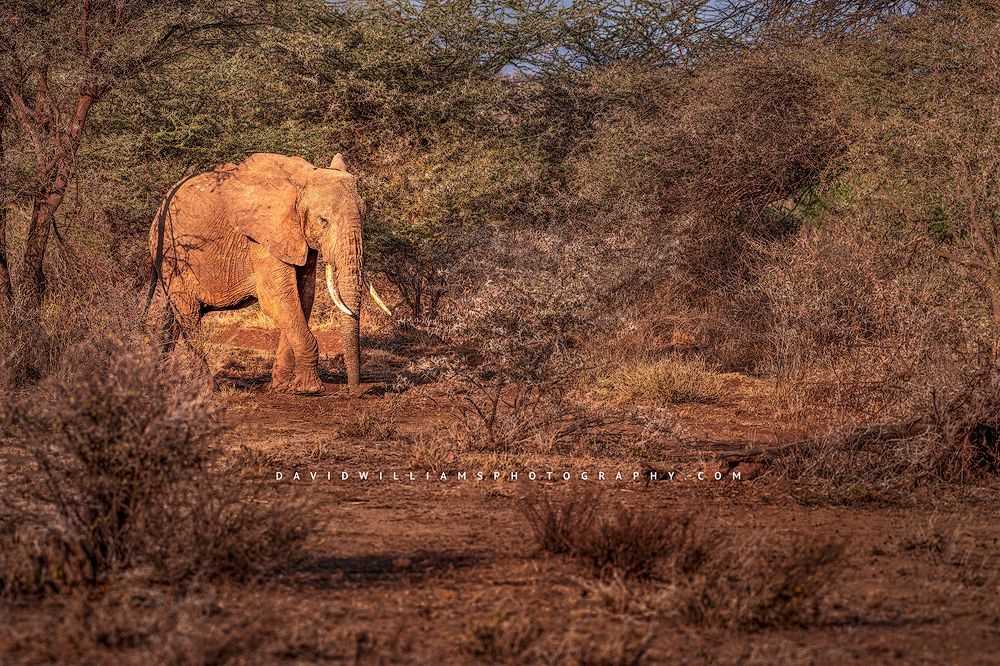 Elephant S NZ93171