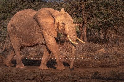 Elephant S NZ93189