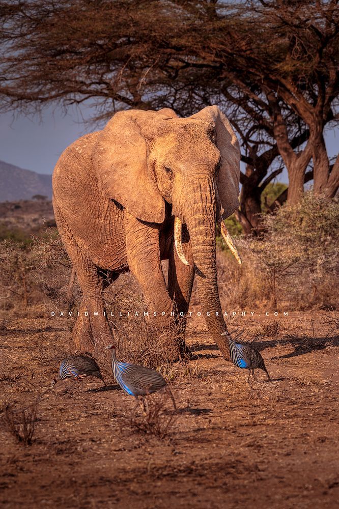 Elephant S NZ93201