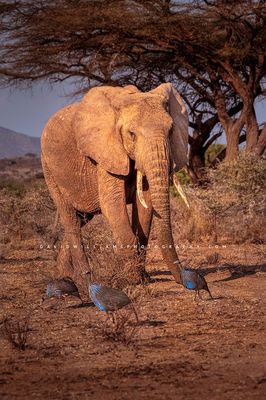 Elephant S NZ93201