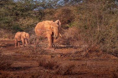 Elephant GP NZ93180