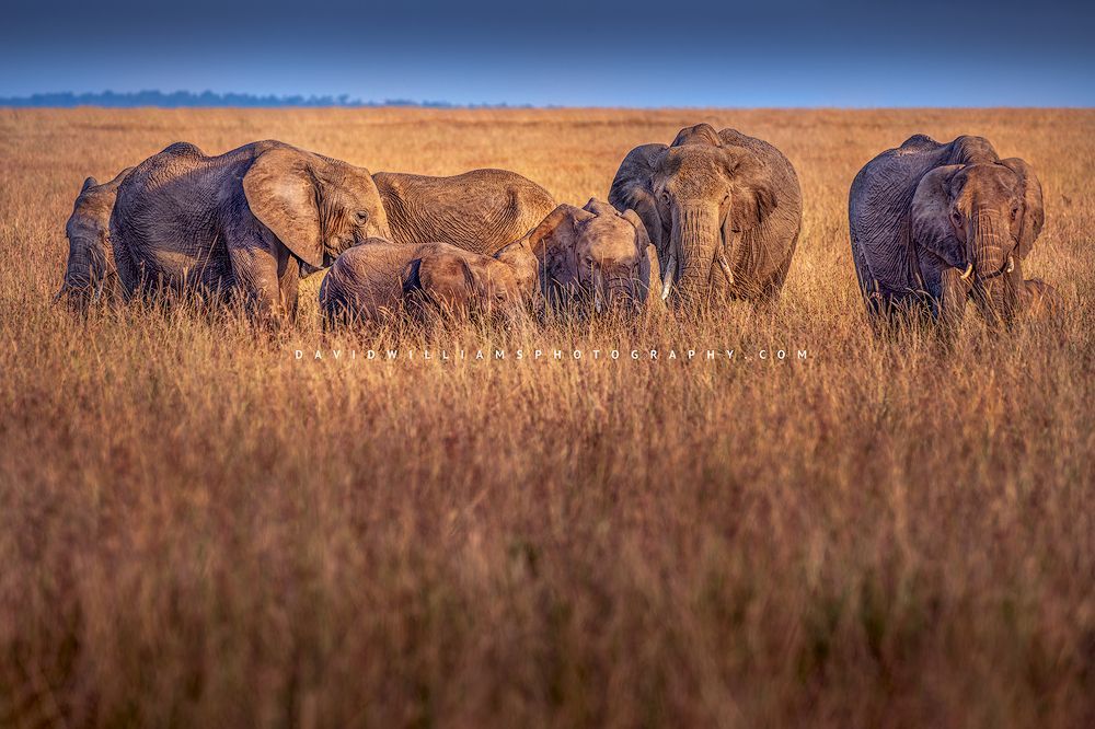 Elephant GP NZ94220