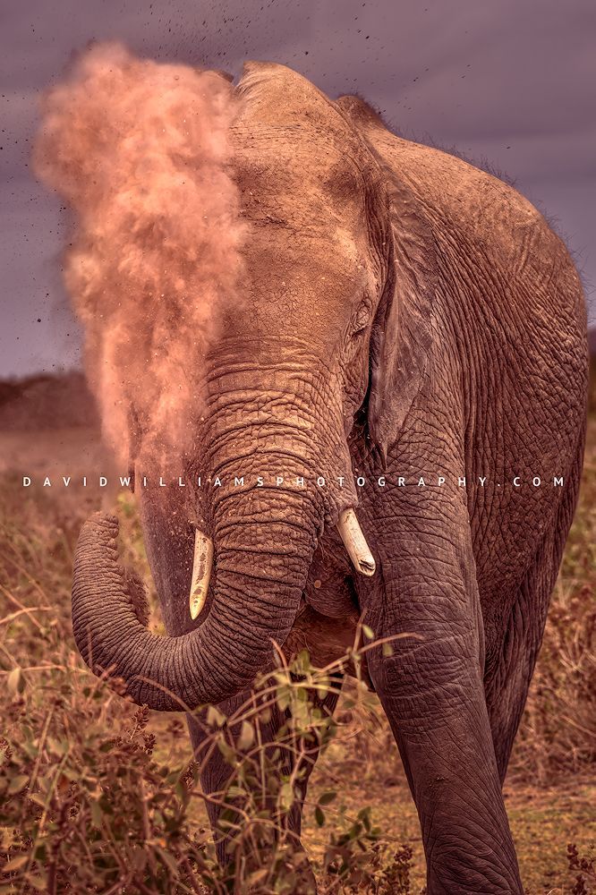 Elephant S NZ97433