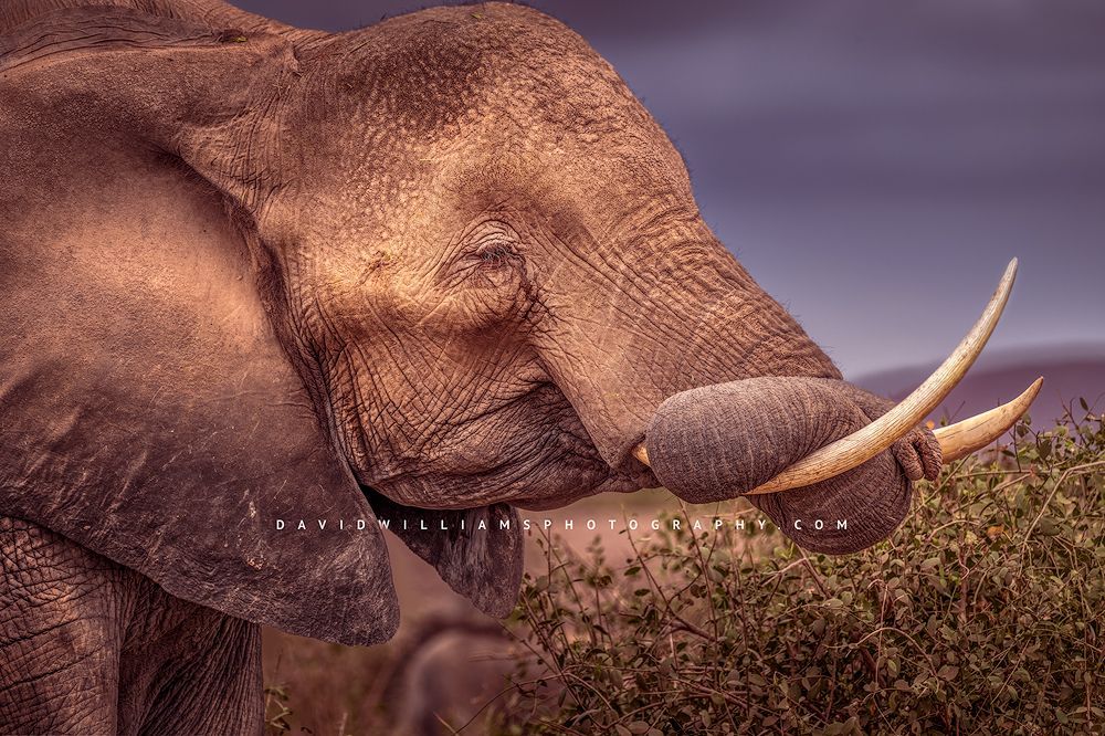 Elephant S NZ97451