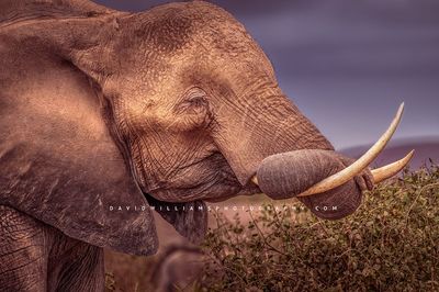 Elephant S NZ97451