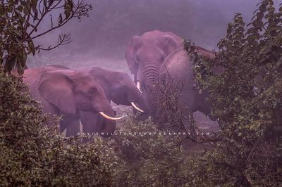 Elephant GP NZ99101