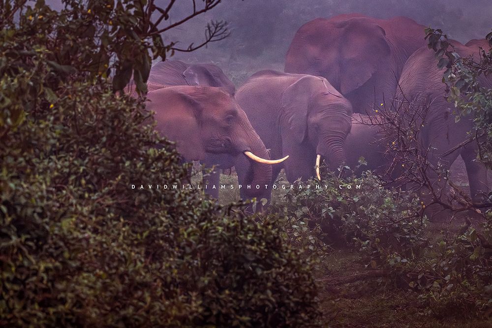 Elephant GP NZ99103