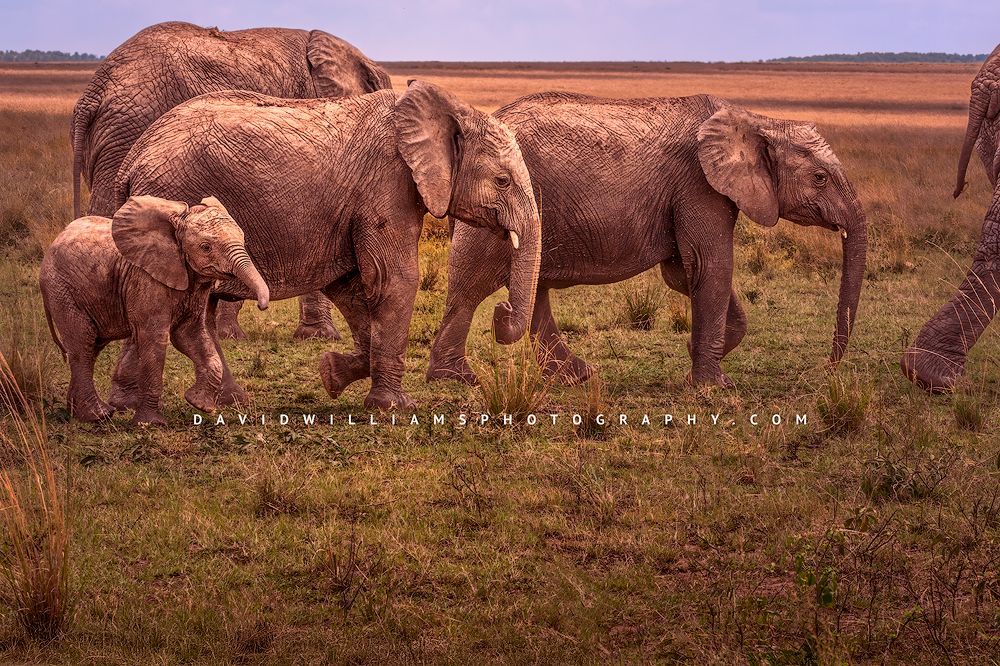 Elephant-GP_BKT2531