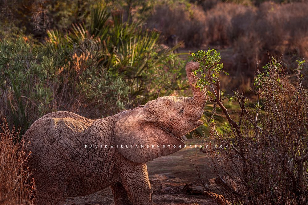 Elephant S NZ92875