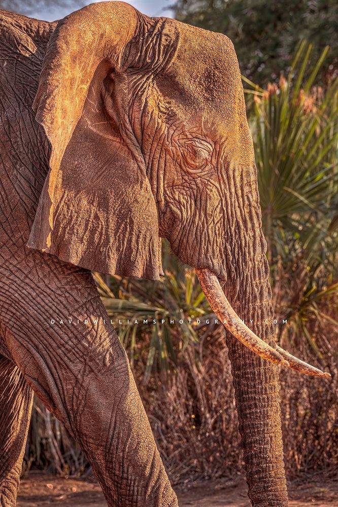 Elephant S NZ92903