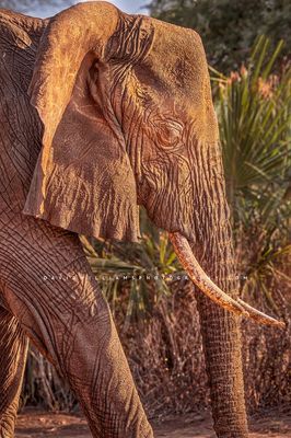 Elephant S NZ92903