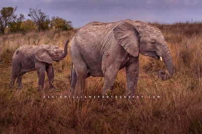Elephant-GP_BKT2524