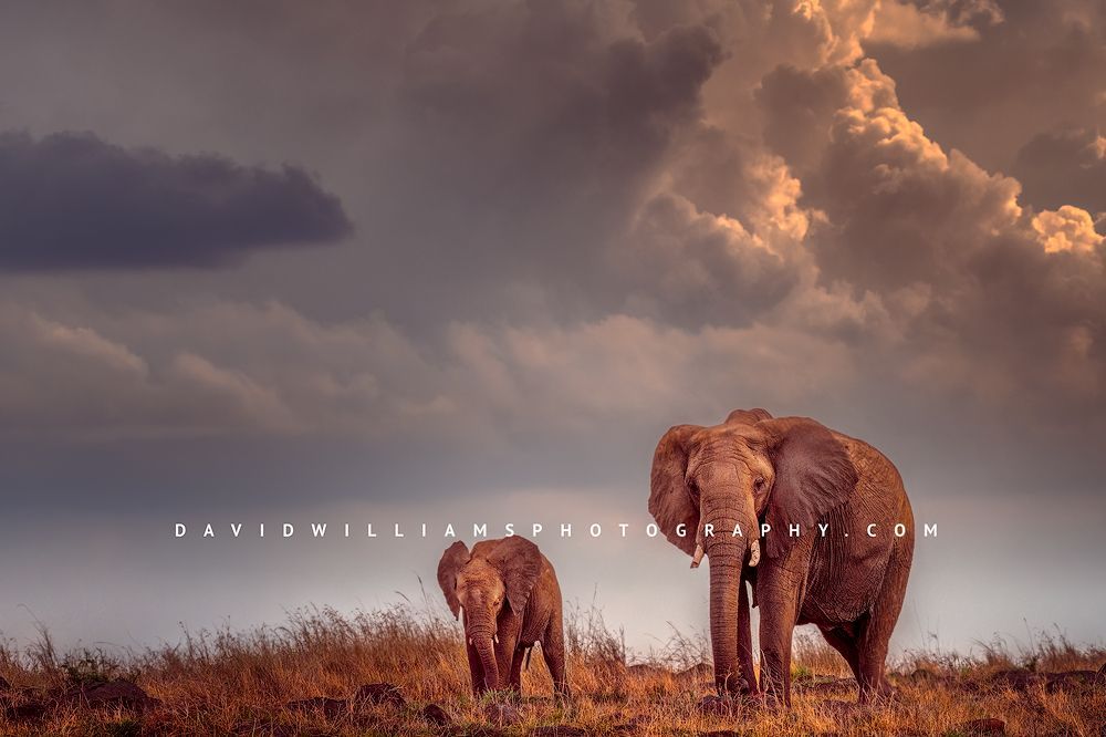 Elephant-GP_BKT2899