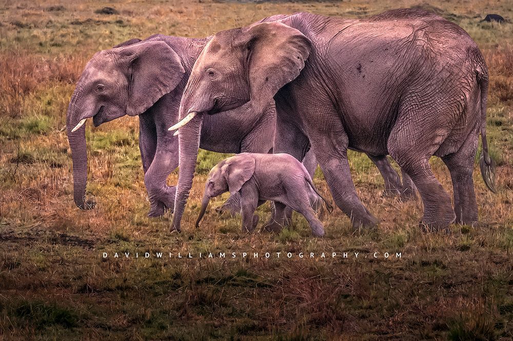Elephant-GP_BKT2947