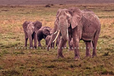 Elephant-GP_BKT2955